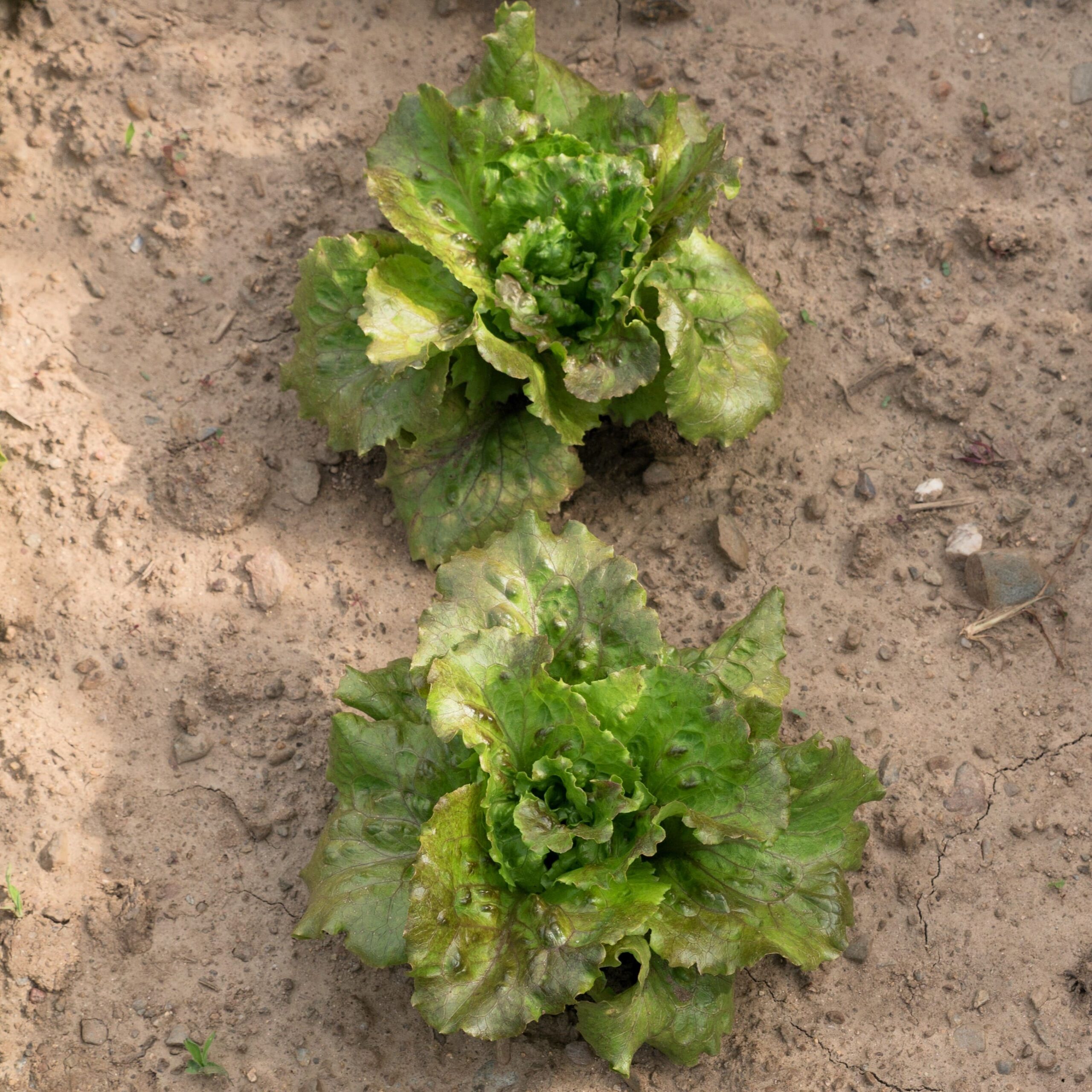 FO029_Alface_Maravilla_de_Verano