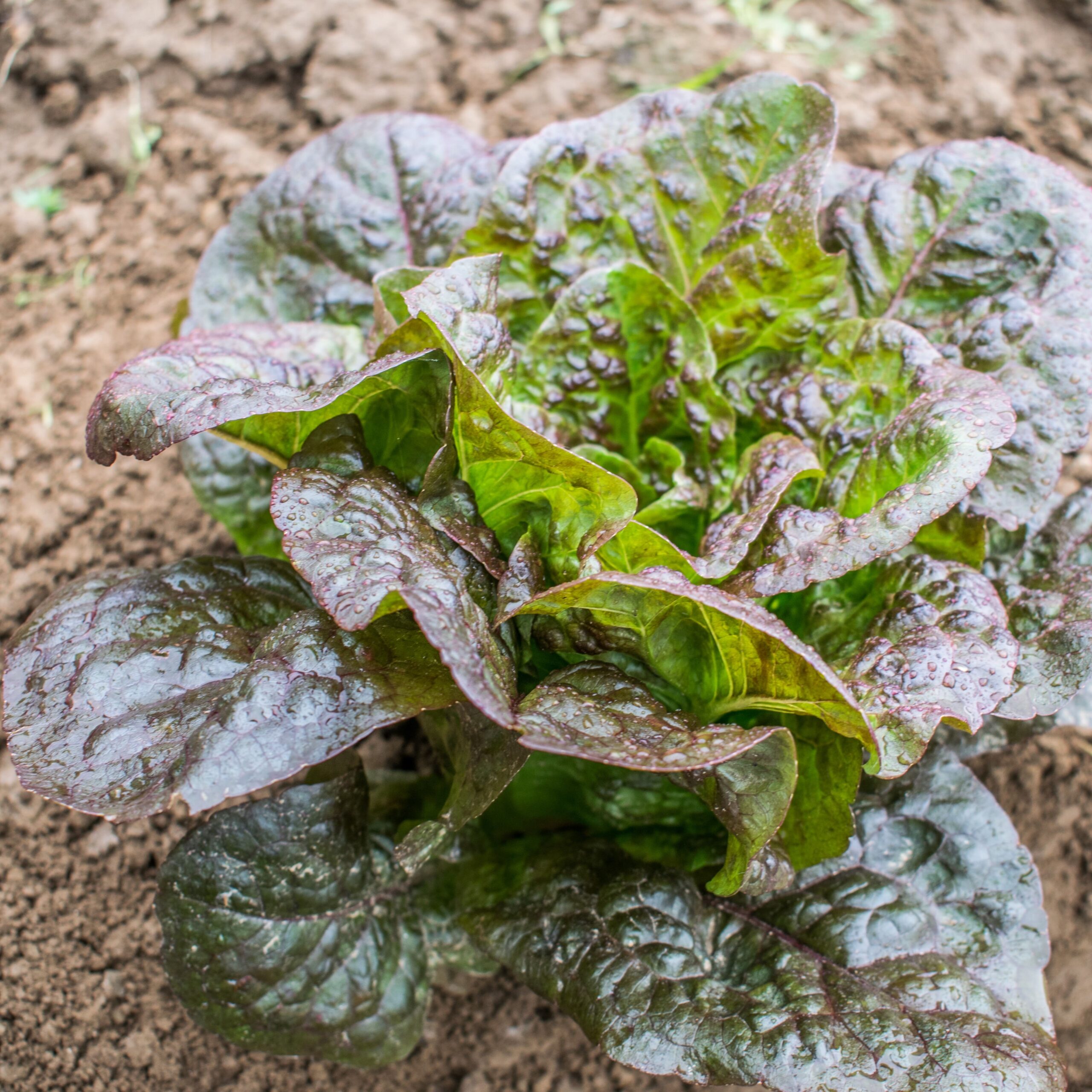 FO035_Alface_Little_Leprechaun