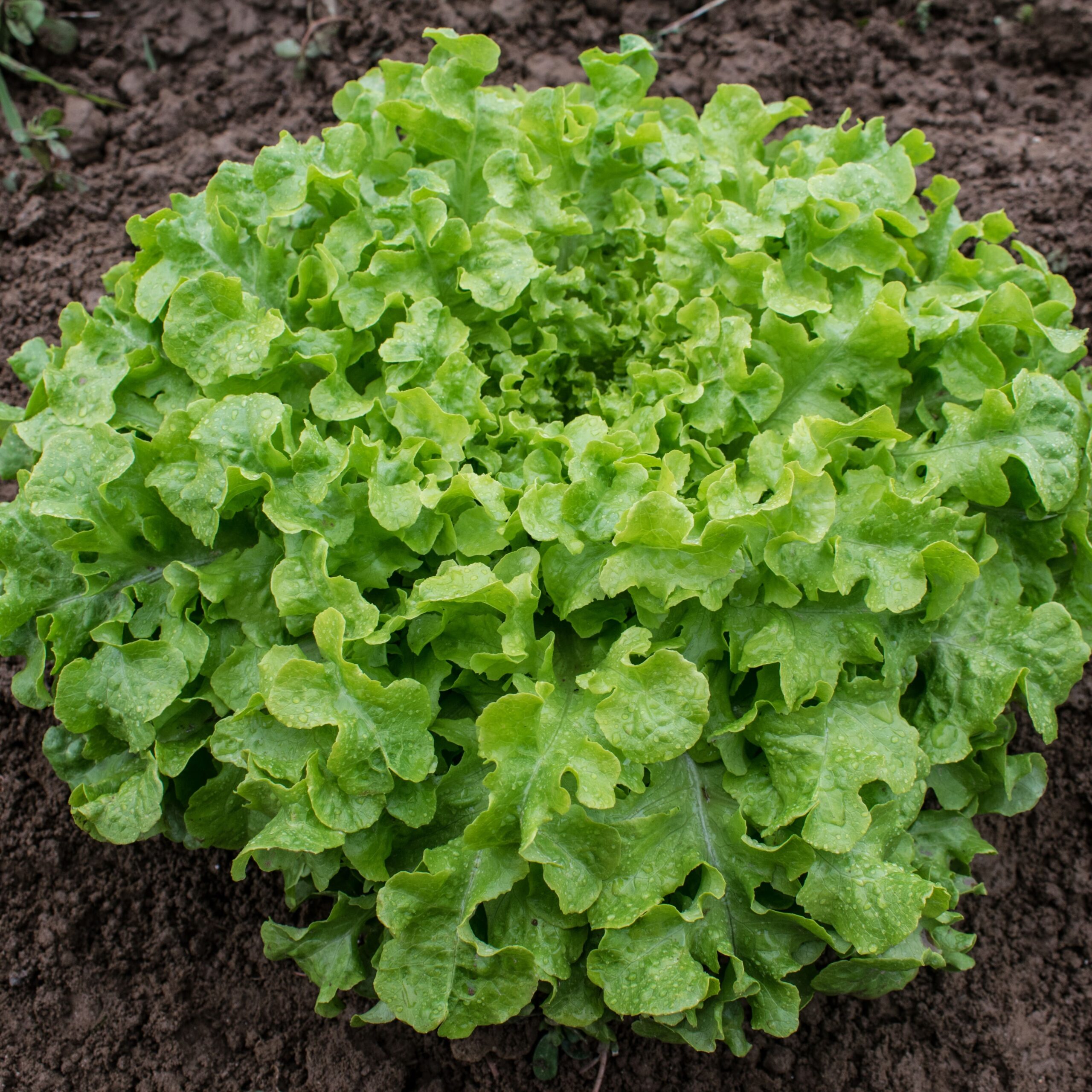 FO036_Alface_Salad_Bowl