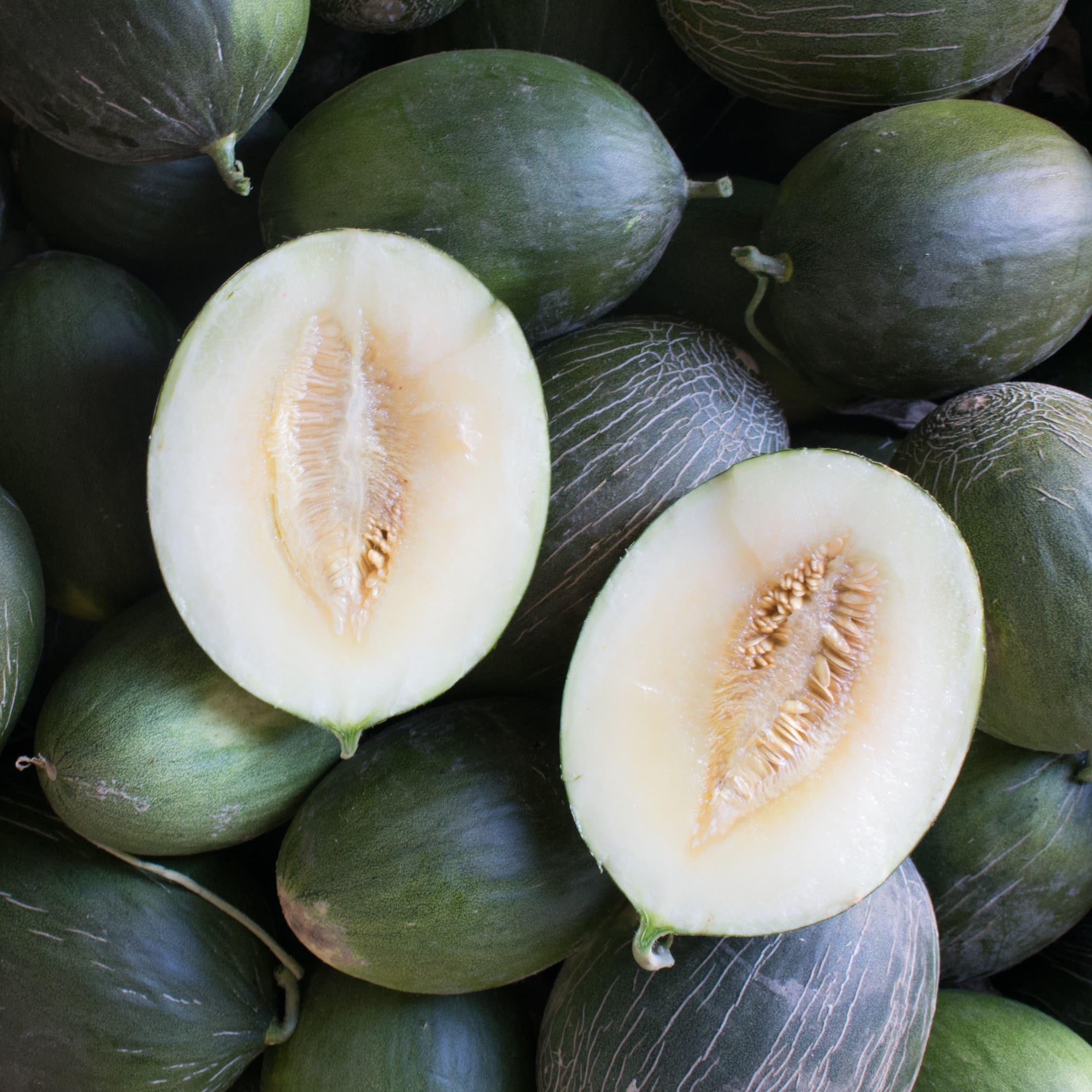 FR019_Melão_Manuel_António