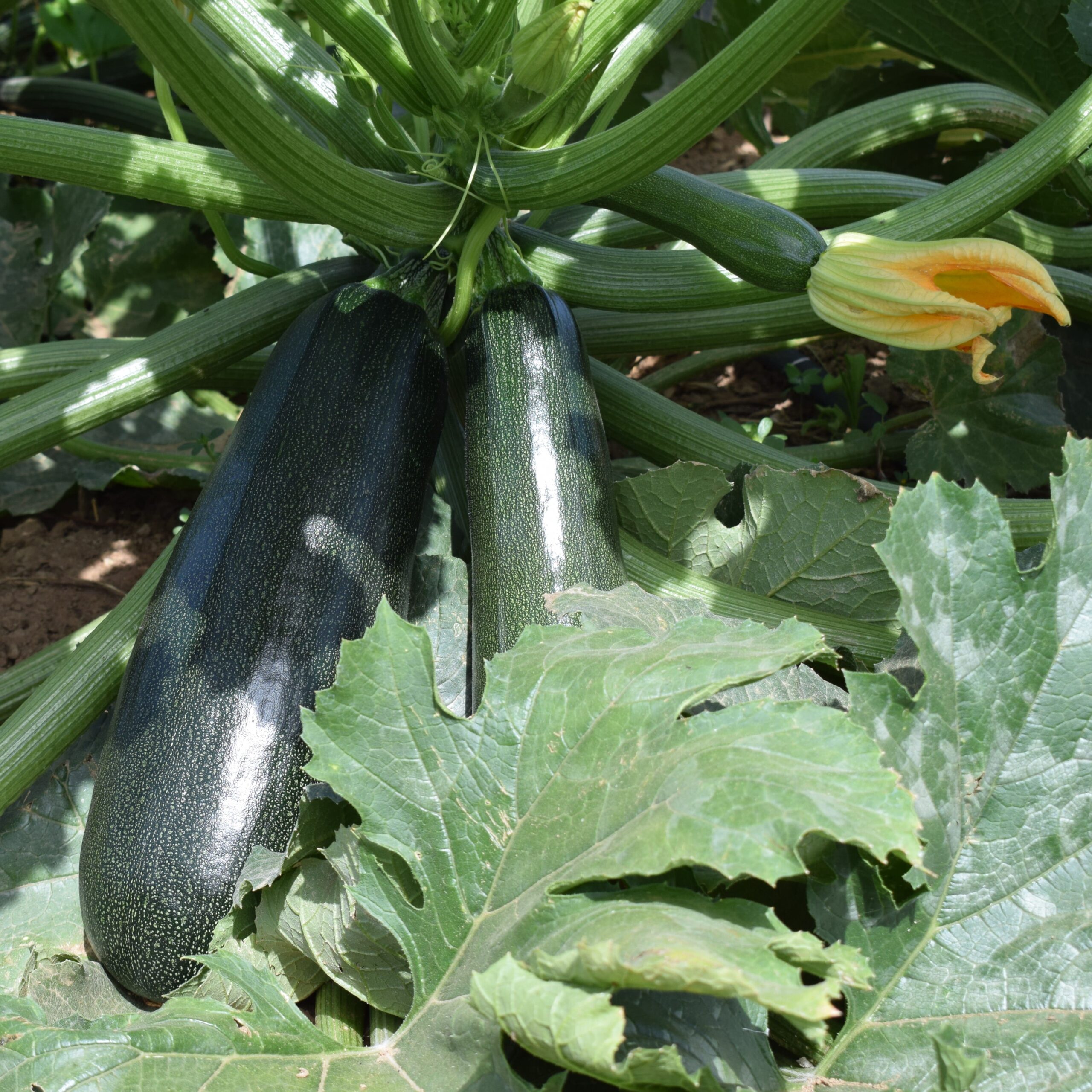 FR023_Curgete_Zuboda (1)