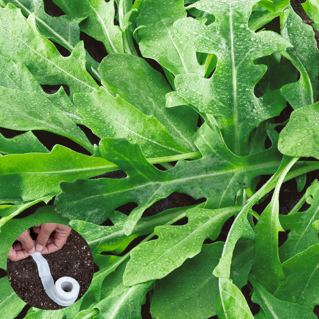 Seedstrips LIB _ FO003