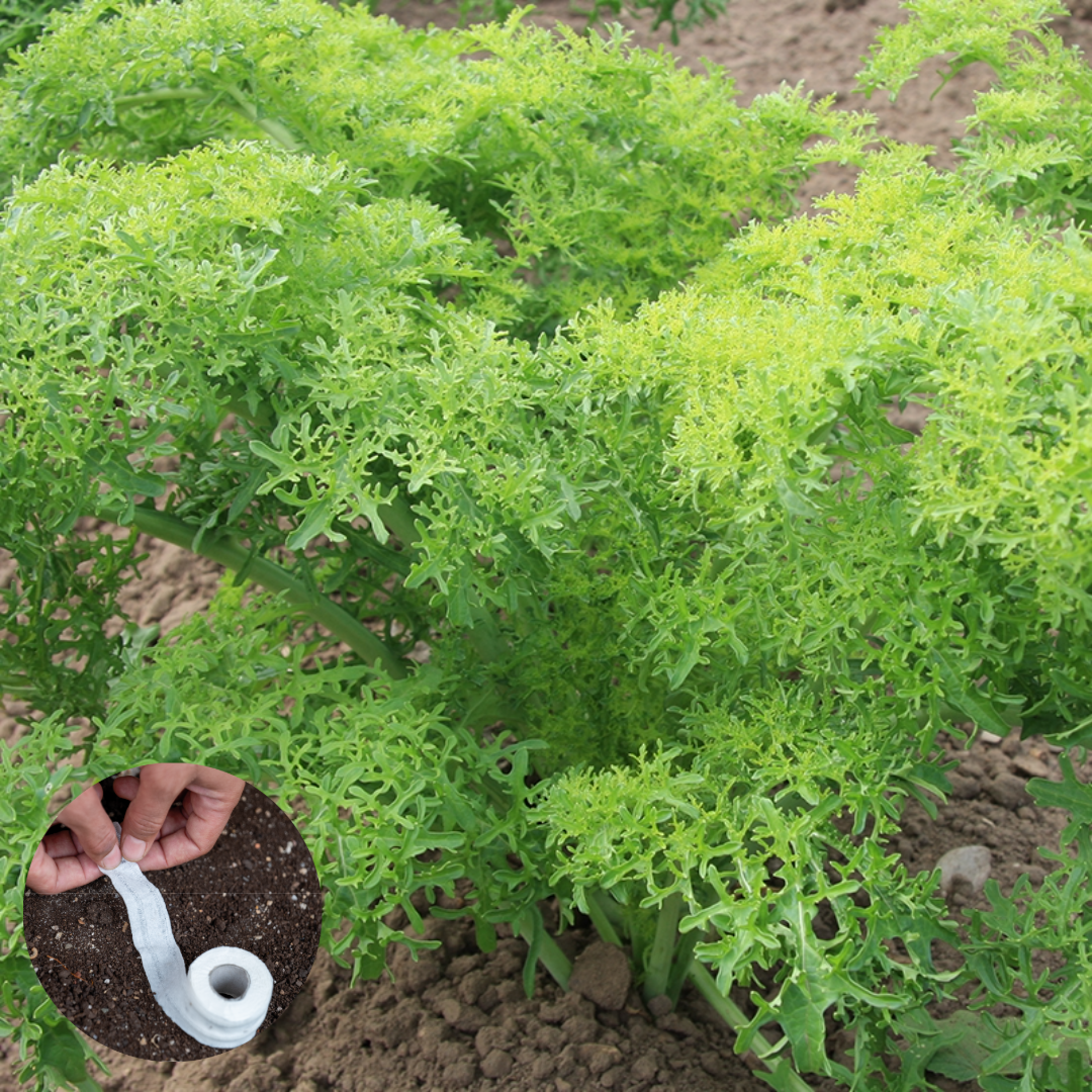 Seedstrips LIB _ FO017