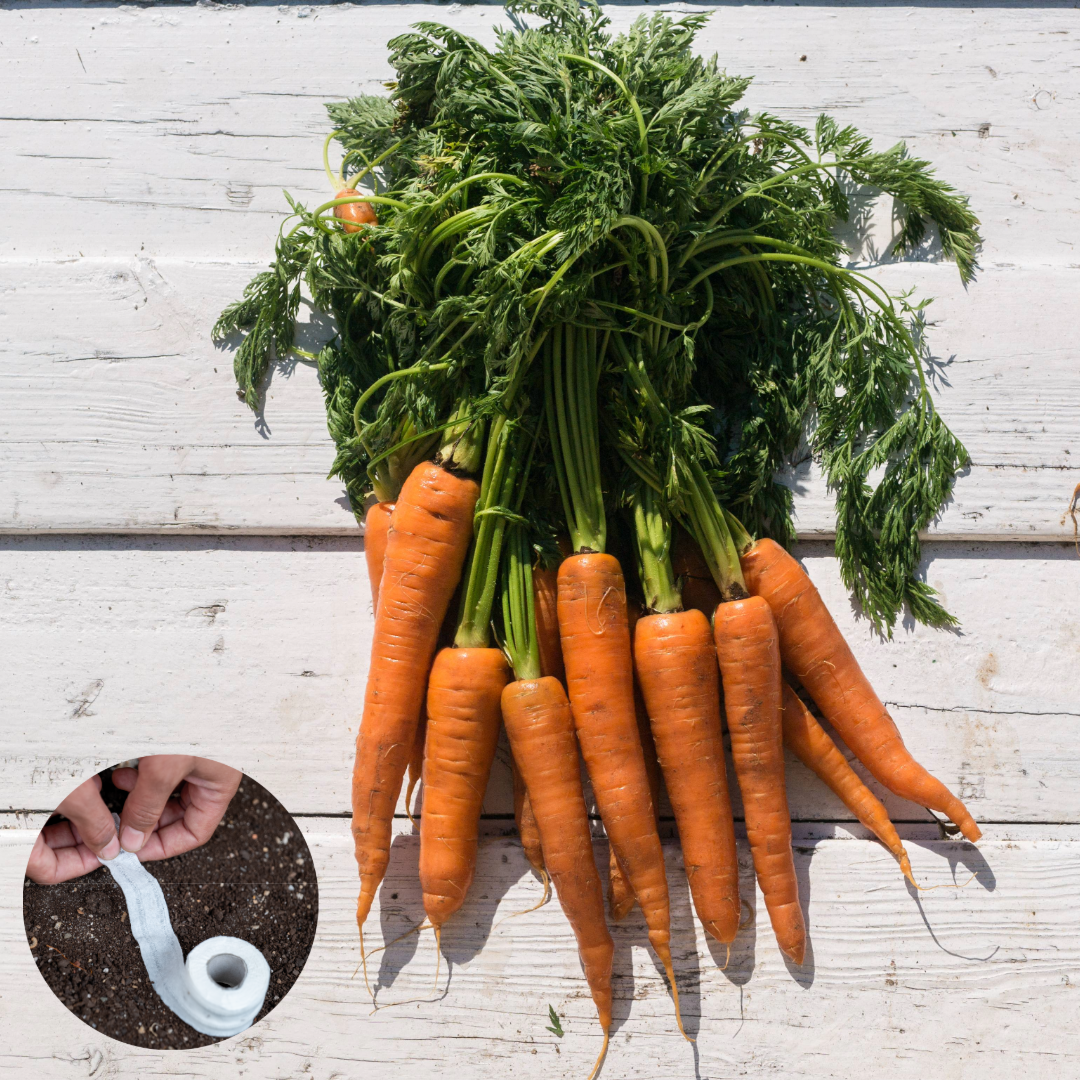 Seedstrips LIB _ RA002