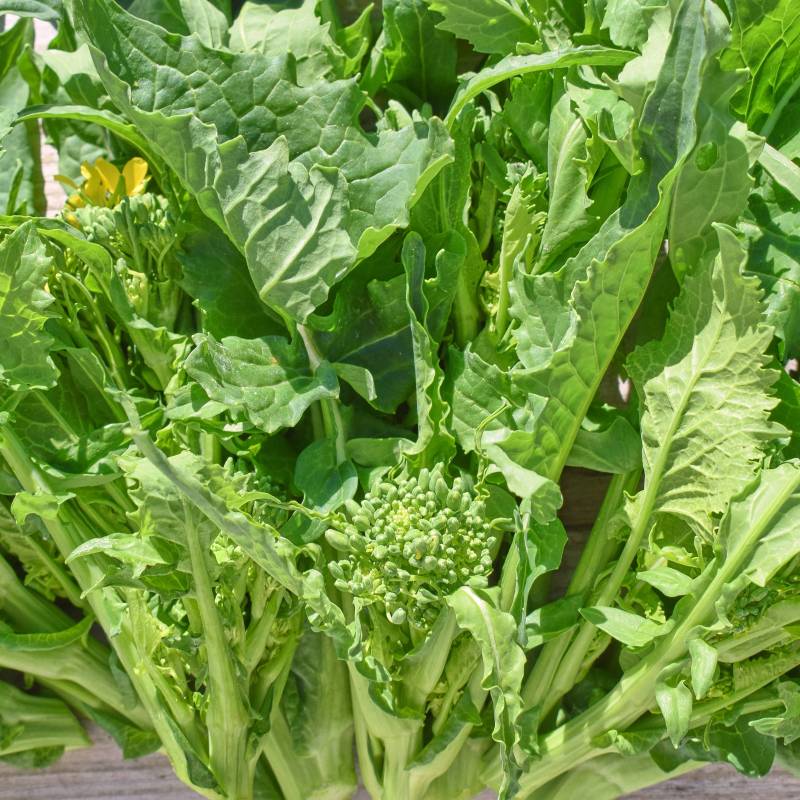 nabo-greleiro-de-60-dias-