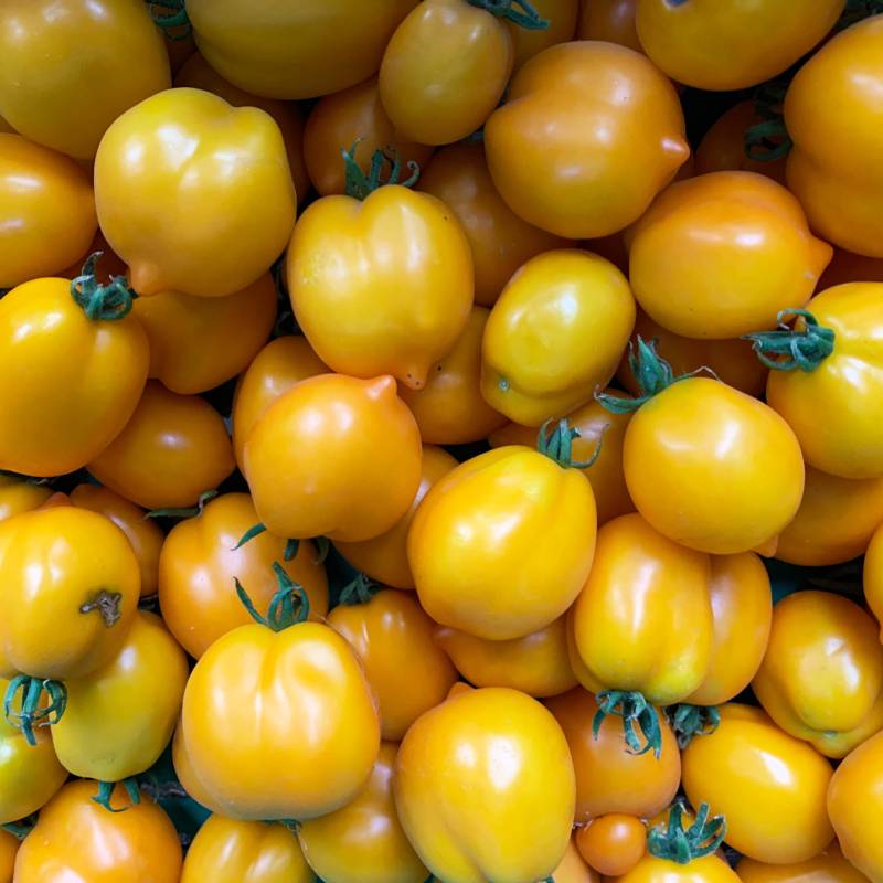 tomate-citrina-