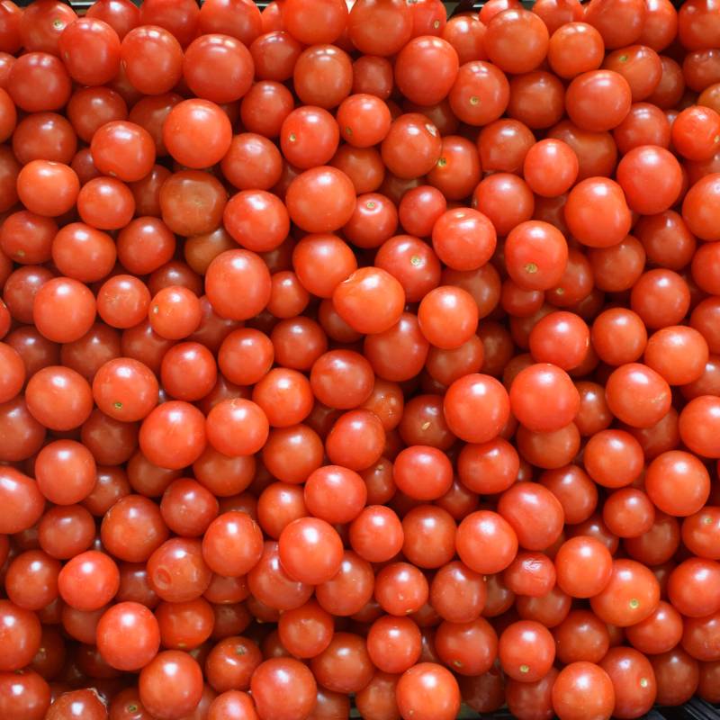 tomate-red-cherry-