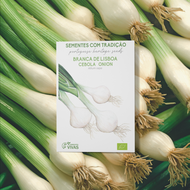 RA001 Cebola_Branca_de_Lisboa_HL